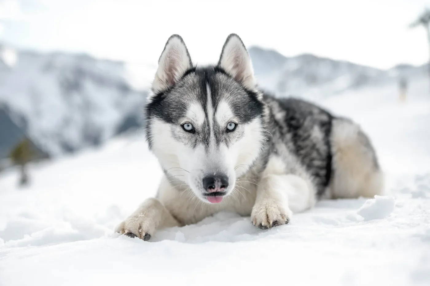 Husky Anouk im Schnee