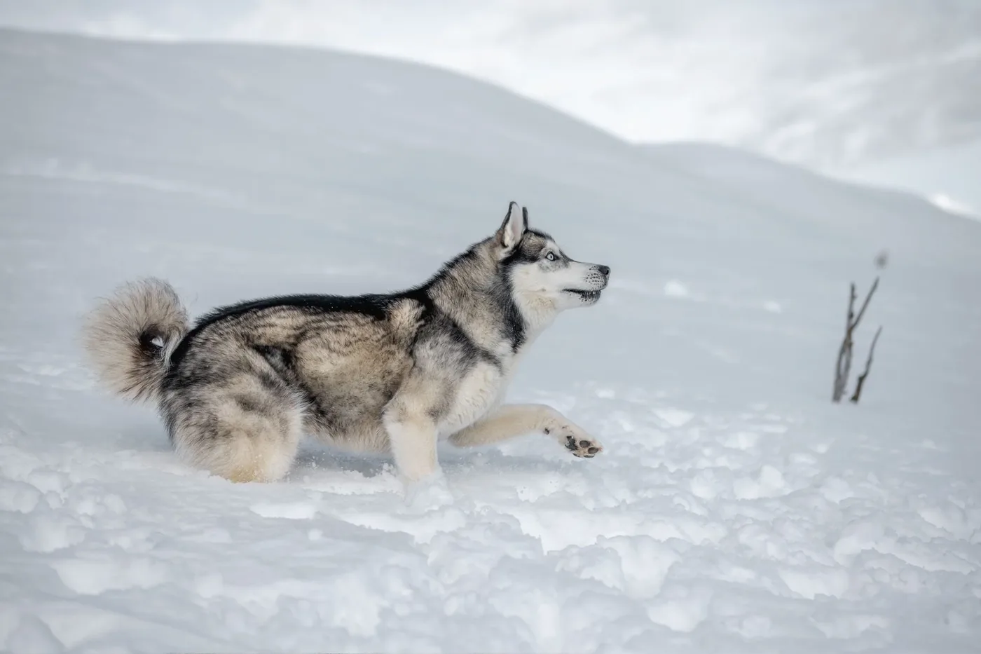 Husky Anouk